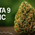 découvrez tout sur le delta 9 thc, ses effets, ses usages médicaux et légaux, ainsi que ses différences avec les autres cannabinoïdes.
